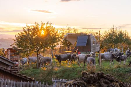 Wiesenwagen Sonnenuntergang Rätisches Grauvieh Archehof Neuhof