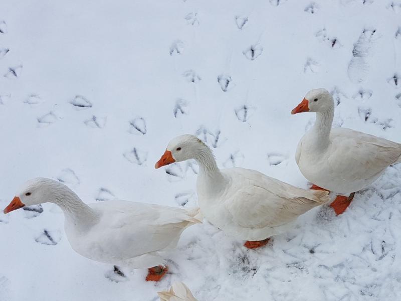 Diepholzer Gans ProSpecieRara Archehof Neuhof