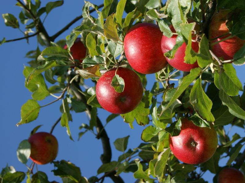 Rote Äpfel.JPG