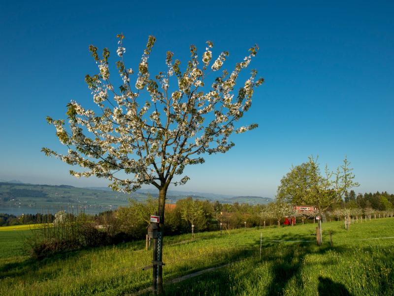 Blühender Baum.jpg